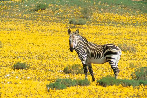 Bushmans Kloof Wilderness Reserve and Wellness Retreat