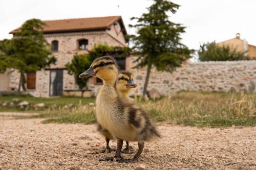  LA CASA DEL BUHO in Santa María la Real de Nieva