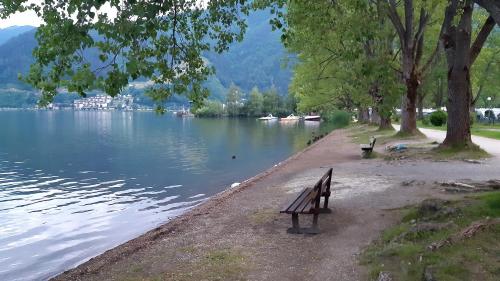 Wildente am See