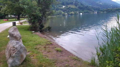 Wildente am See