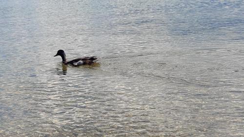 Wildente am See