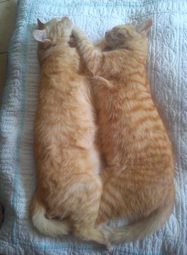 Au Chat Ronfleur