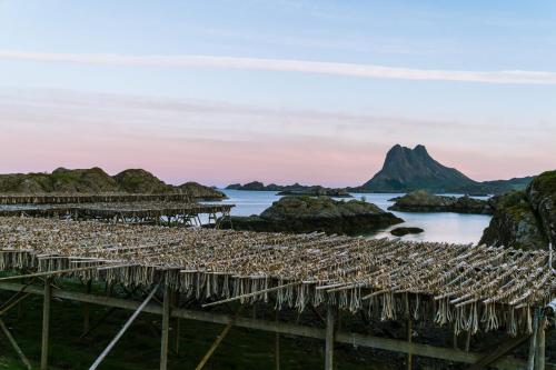 Live Lofoten Hotel - image 11