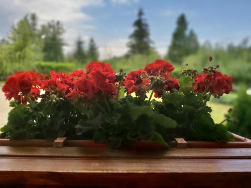 Pensiunea Maya - image 12