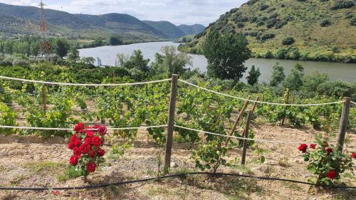 Olhares do Douro - image 2