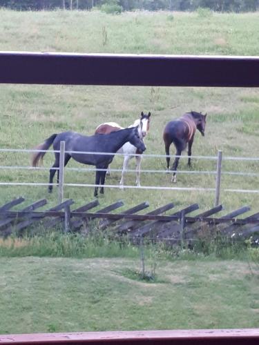 Apartment Steinsgård-Maura