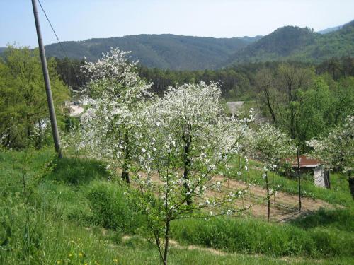 Agriturismo Casalino