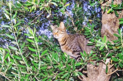 Puntebianche B&B - image 10