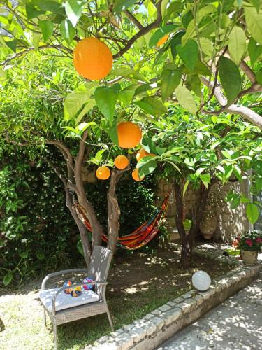 maga' housegarden - image 9