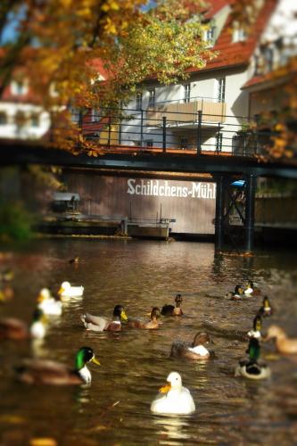 Altstadtapartment an der Krämerbrücke - image 5