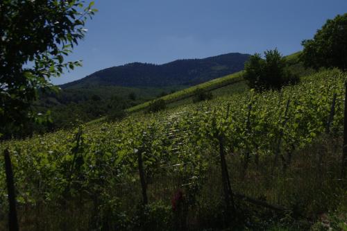 Gîte de charme au coeur du vignoble alsacien