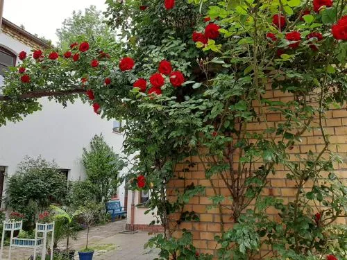 Fewo Rosenblüte am Stadtpark in Lutherstadt Wittenberg, Deutschland