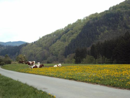 Gasthof Zum Diemeltal