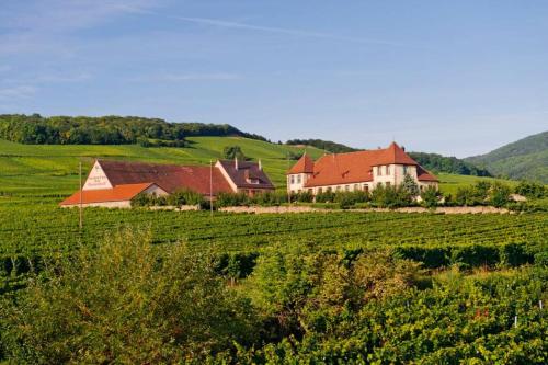 Domaine du Bouxhof - Location saisonnière - Mittelwihr