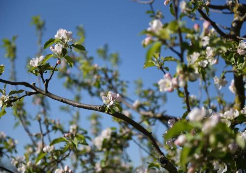 Ferienwohnung Apfelblüte