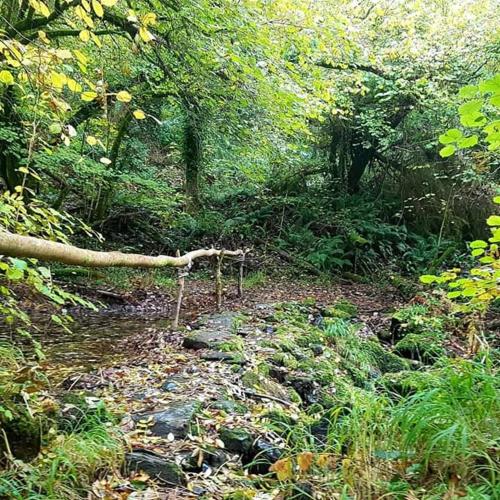 Retraite rustique en bordure de forêt à la campagne