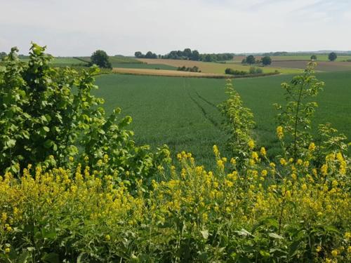 Boslucht Leuven