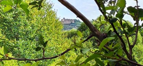 Ferienwohnung Belchenblick