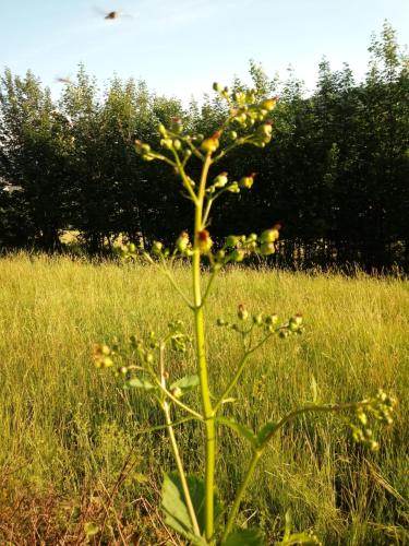 Pod Modrzewiami Pod Modrzewiami