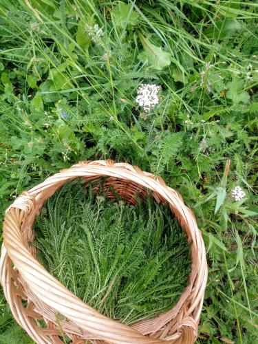 Pod Modrzewiami Pod Modrzewiami