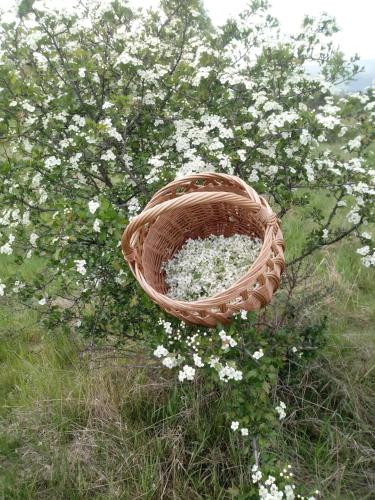 Pod Modrzewiami Pod Modrzewiami