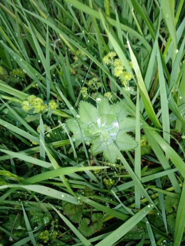 Pod Modrzewiami Pod Modrzewiami