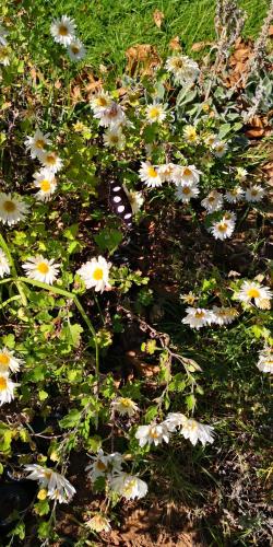 Athanor Cottages, Hogsback (fotografie 8)