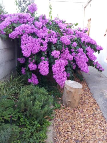 花園, Wheatlands Lodge in 布雷達斯多普