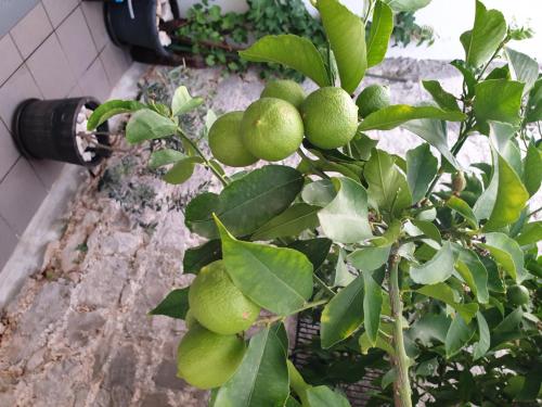  LEMON TREE in Trogir