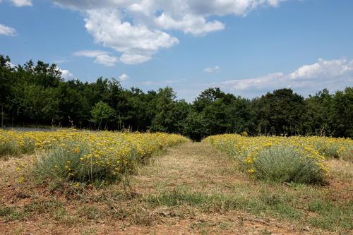 Agriturismo Alchimista