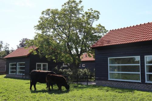 Met de Kippen op Stok - Vakantiehuisjes