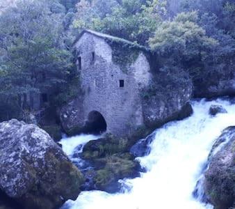 La cardabelle in Saint-Maurice-Navacelles