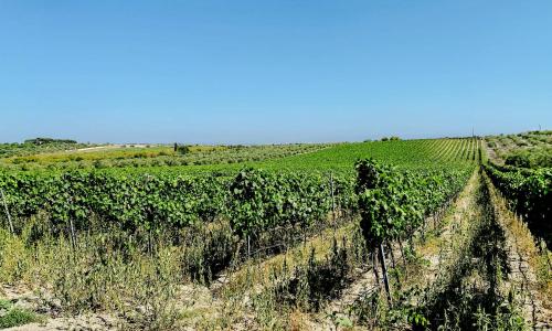 Tenuta Le Chorisie