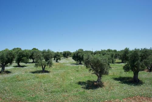 Trullo Maddy – Cisternino, AR
