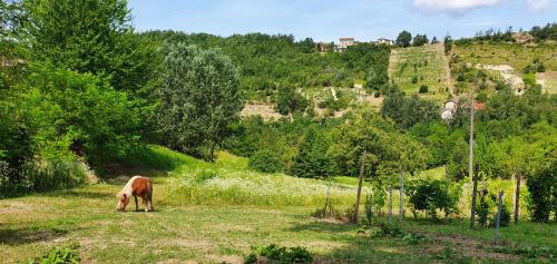 Agriturismo Il Burlino Apartments