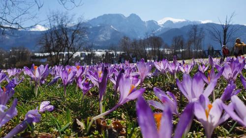 Pokoje Widokowe Szymaszkowa, Zakopane (fotografie 10)