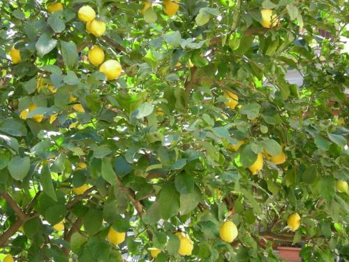 ホテル アストリア ガーデン