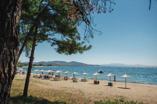  Olea Mare in Kalivia Poligirou