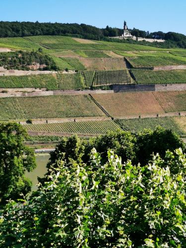 View, Rheinufer am Hindenburgpark in Bingen am Rhein