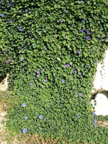 . GITE VOLUBILIS BLEU