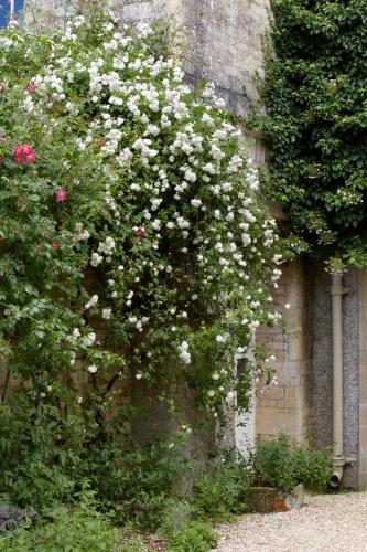 The Rose Bower, , Devon