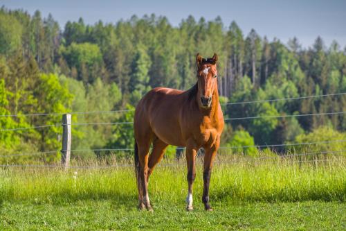 Ranch Jestřebice