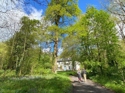 B&B Abbeyleix - Blackhill Woods Retreat - Bed and Breakfast Abbeyleix