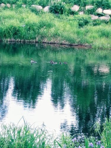 周邊環境, Gite Pousse Pioche in 聖艾雲尼 (QC)