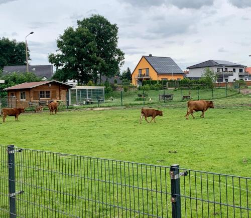 Ferienwohnung zur Dexter-Zucht Coswig (Anhalt)