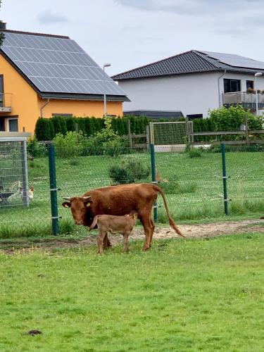 Ferienwohnung zur Dexter-Zucht Coswig (Anhalt)