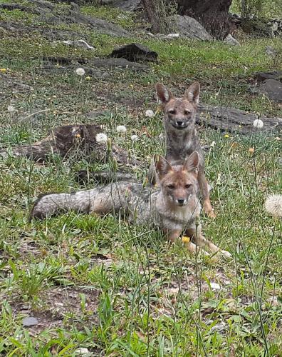 COSTA COM Departamentos de Montaña