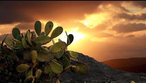 Prickly Pear House - Chambre d'hôtes - Plaka Milou