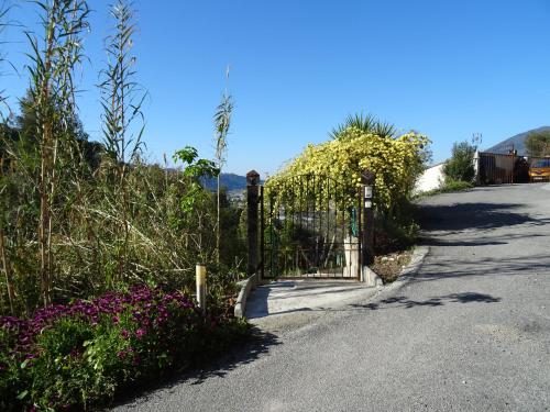 La vigne sous les pins