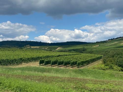 Ferienwohnung Weinbergblick